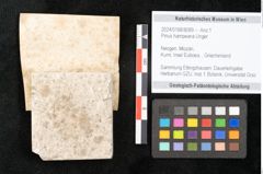 Foto (Objekt + Etikett) von Pinus hampeana Unger (NHMW-GEO-2024-0188-8089)